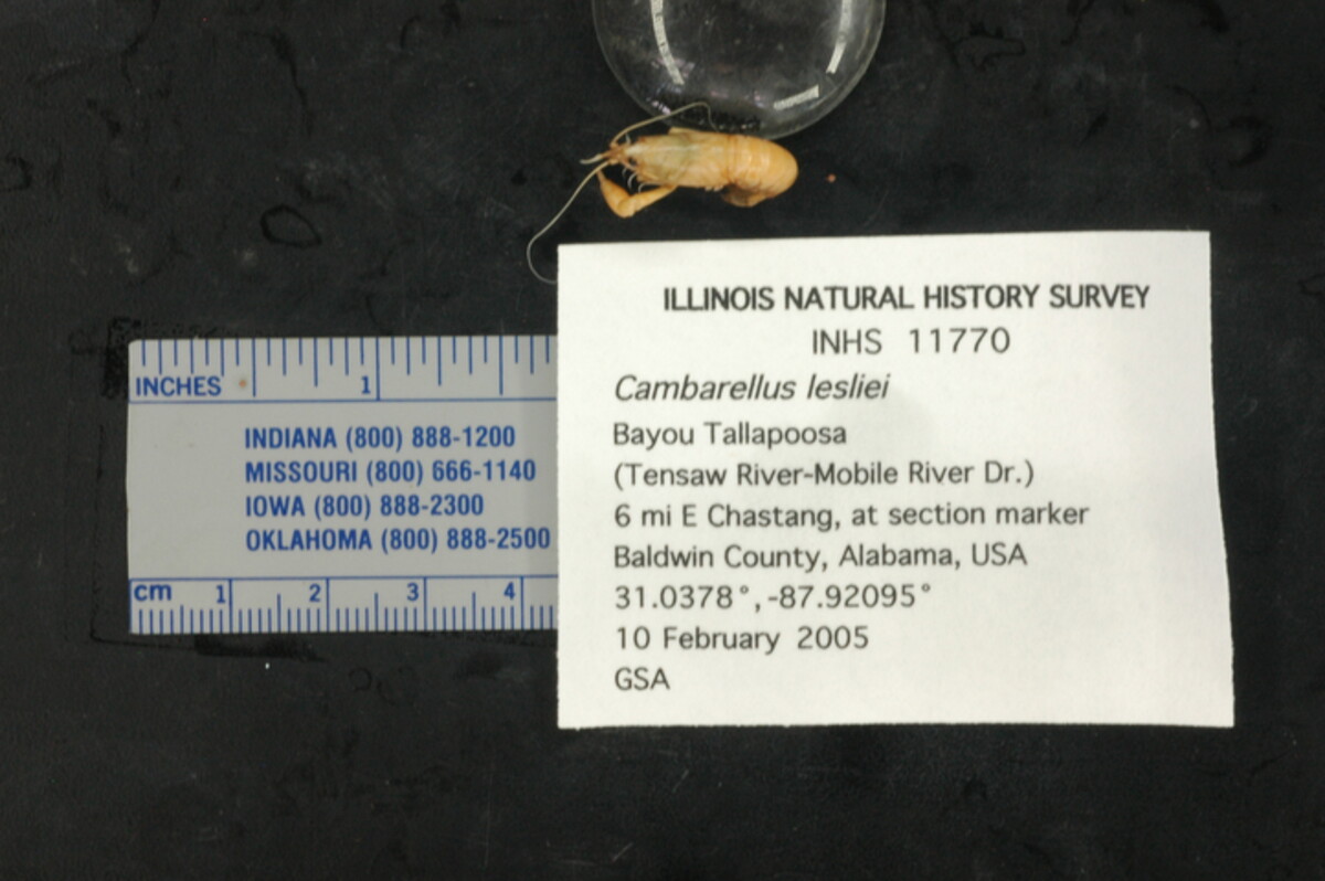 Cambarellus lesliei image